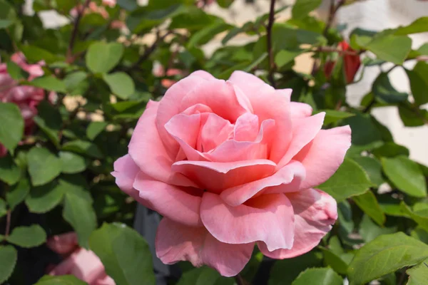 Opened bud of pink dog rose in a garden.