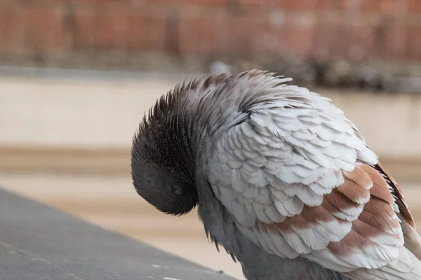 Fechar a cabeça de pombo. Pombo castanho limpa as penas . — Fotografia de Stock