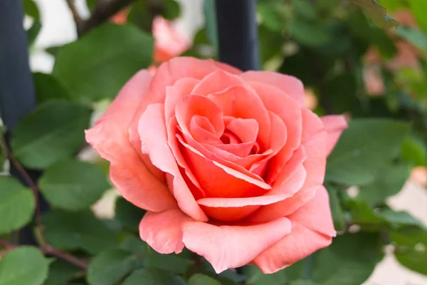 Geopende bud van roze roos in een tuin. — Stockfoto