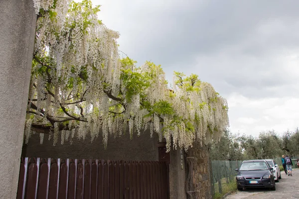 Witte acacia bloeit. Overvloedige bloeiende acacia tak in de tuin. — Stockfoto