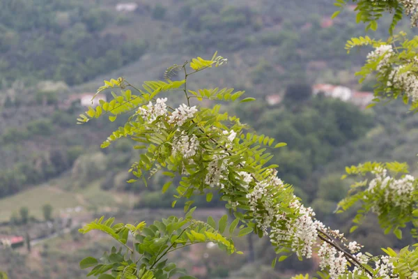 Branches d'acacia à fleurs blanches. Branche abondante d'acacia à fleurs de Robinia pseudoacacia . — Photo
