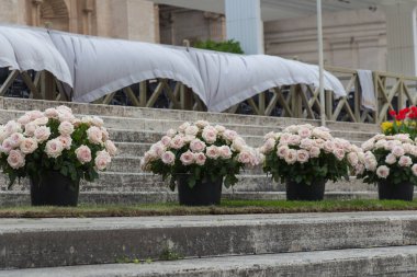 Kaplarda çiçek açıyor. Çiçek açan güller.