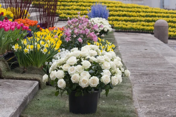 Floraison de fleurs colorées en pots. Tulipes, roses et narcisses en fleurs . — Photo
