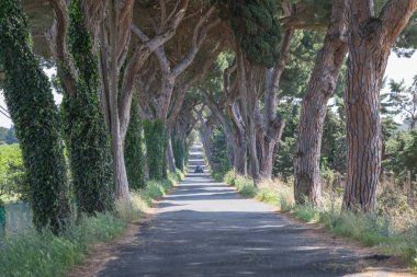 Yolda bir araba ve yan çam ağaçları, Ostia, Lazio, İtalya.