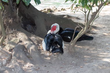 Ağaç gölgesinin altında oturan muscovy ördekleri.