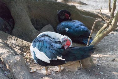 Muscovy ördeği bir ağacın altında tüylerini temizliyor..