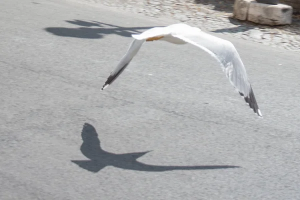 Gaivota acima do solo e da sua sombra . — Fotografia de Stock