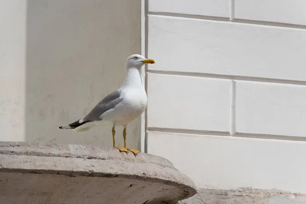 Uma gaivota na borda em um dia ensolarado . — Fotografia de Stock