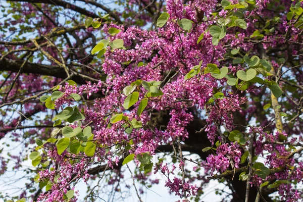 Bello fiore rosa albero di Giuda in una giornata di sole . — Foto Stock