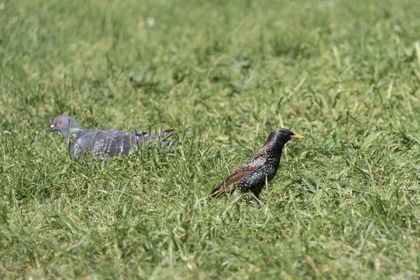 Étourneau et colombe. Oiseaux sur une herbe verte . — Photo