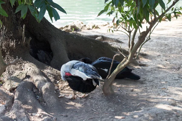 Московська качка чистить пір'я під деревом . — стокове фото