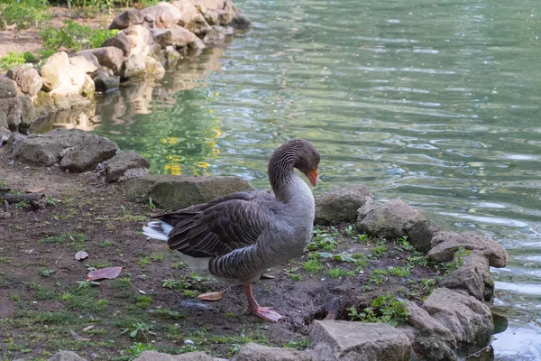 Un ganso en un lago en un parque . — Foto de Stock