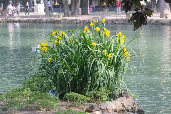 Kwitnące żółte kwiaty nad jeziorem w willi Borghese Gardens, Rzym, Włochy. — Zdjęcie stockowe