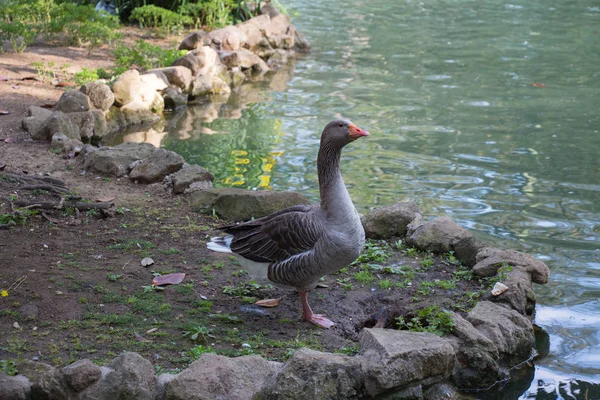 Un ganso en un lago en un parque . — Foto de Stock