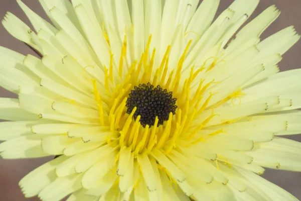 Vue du dessus d'une fleur à fleurs jaunes . — Photo