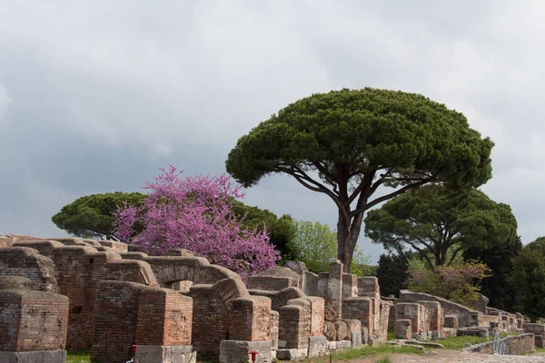 Древнеримские руины и иудейское дерево в цвету в Остии Антика, провинция Рим, Лацио, Италия . — стоковое фото