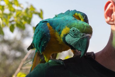 Papağan omzunda oturuyor. Mavi-sarı macaw, Ara ararauna.