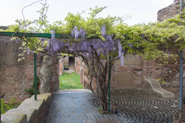 Bir arka bahçesinde çiçek mor wisteria ağacı.
