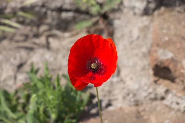 Red poppy flower close up. View from above. — Stock Photo, Image