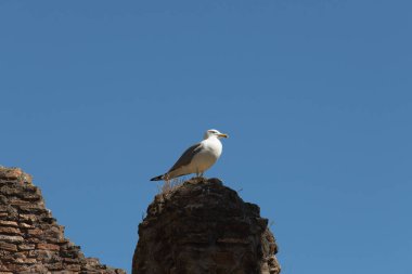Arka planda mavi gökyüzü olan bir taşın üzerinde oturan bir martı.