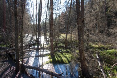 Tyresta Ulusal Parkı, İsveç 'te doğa manzarası.
