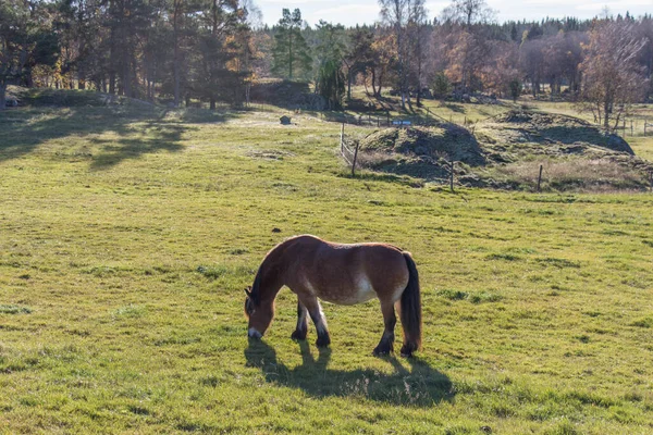 Vista Pony Pastando Campo Parque Nacional Tyresta Suecia — Foto de Stock