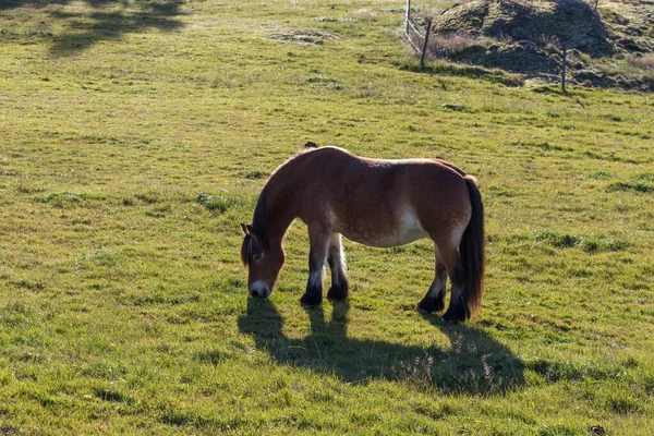 Vista Pony Pastando Campo Parque Nacional Tyresta Suecia — Foto de Stock