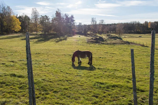 Vue Pâturage Poneys Sur Champ Parc National Tyresta Suède — Photo