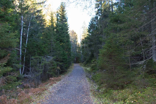 Utsikt Över Vägen Genom Skogen Vid Tyresta Nationalpark Sverige — Stockfoto