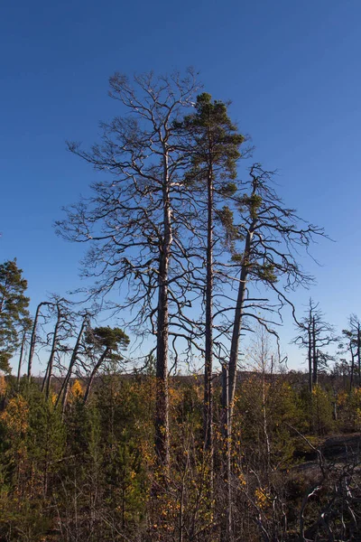 Θέα Των Δέντρων Στο Εθνικό Πάρκο Tyresta Σουηδία — Φωτογραφία Αρχείου