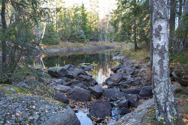 Vue Sur Nature Parc National Tyresta Suède — Photo