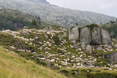 İtalyan Alplerinde otlayan çoban sürüsü manzarası, Lombardy, İtalya.