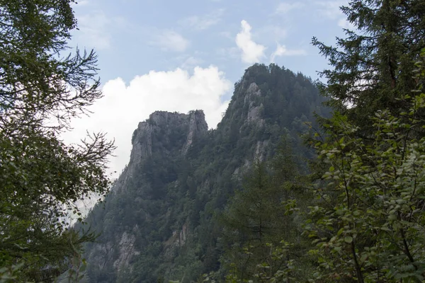 Lombardy Talya Daki Çam Ormanlarıyla Kaplı Dağ Manzarası — Stok fotoğraf