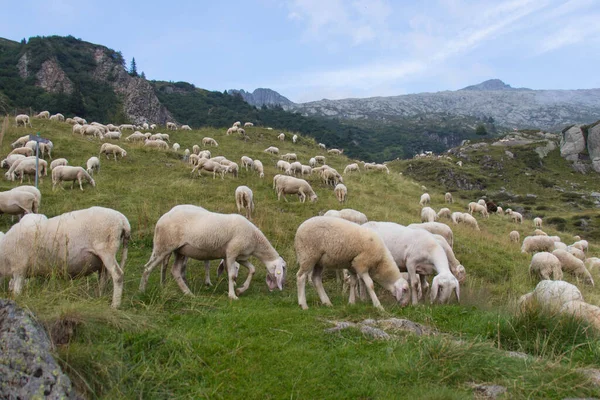 Vue Troupeau Moutons Avec Pâturage Sur Les Alpes Italiennes Lombardie — Photo