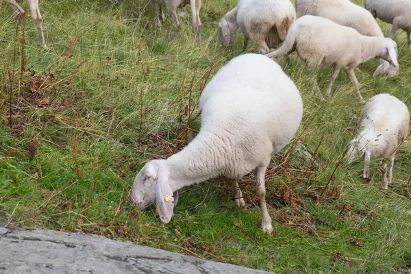 Utsikten Över Fårbesättningen Betar Italienska Alperna Lombardiet Italien — Stockfoto