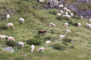 İtalyan Alplerinde otlayan koyunların manzarası, Lombardiya, İtalya.