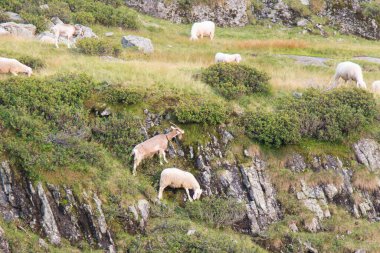 İtalyan Alplerinde otlayan keçi ve koyunların manzarası, Lombardiya, İtalya.