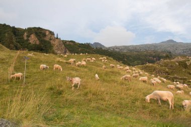 İtalyan Alpleri, Lombardiya, İtalya 'da otlayan bir keçi ve koyun manzarası.