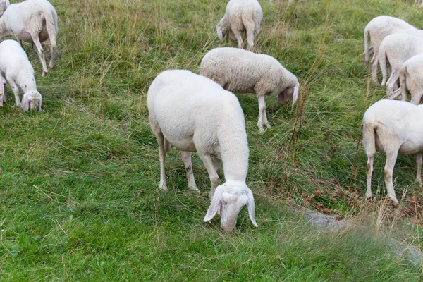 Vue Pâturage Troupeau Moutons Sur Les Alpes Italiennes Lombardie Italie — Photo