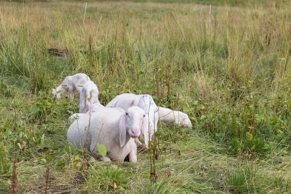 View Sheeps Herd Grazing Italian Alps Lombardy Italy — Stock Photo, Image