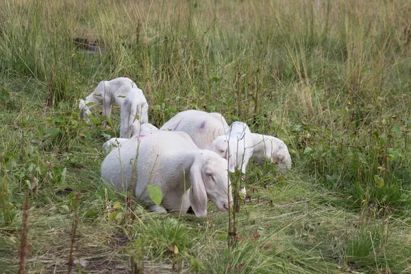 Utsikten Över Fårbesättningen Betar Italienska Alperna Lombardiet Italien — Stockfoto