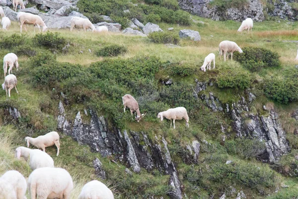 Vista Del Rebaño Ovejas Pastando Los Alpes Italianos Lombardía Italia — Foto de Stock