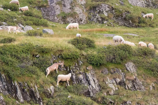 Vue Pâturage Des Chèvres Des Moutons Sur Les Alpes Italiennes — Photo