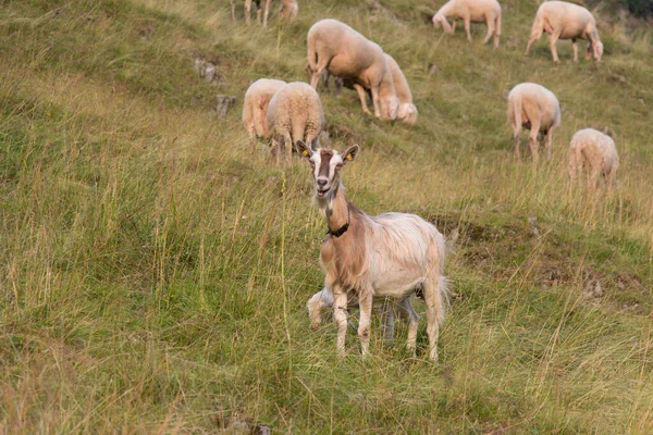 Vista Una Cabra Ovejas Pastando Los Alpes Italianos Lombardía Italia — Foto de Stock