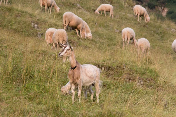 Vista Una Cabra Ovejas Pastando Los Alpes Italianos Lombardía Italia — Foto de Stock