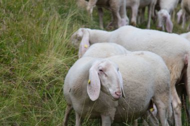 İtalyan Alplerinde otlayan koyunların manzarası, Lombardiya, İtalya.