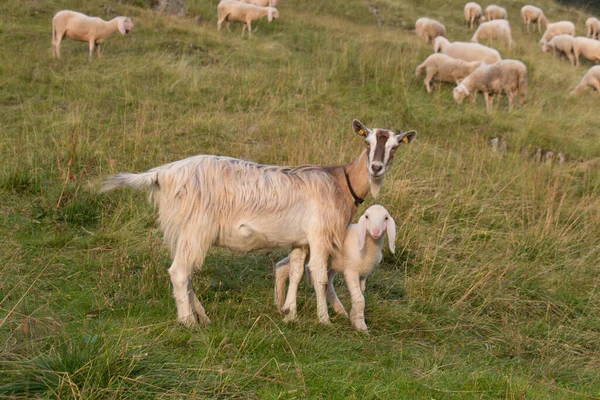Vista Una Cabra Con Cabra Los Alpes Italianos Lombardía Italia — Foto de Stock