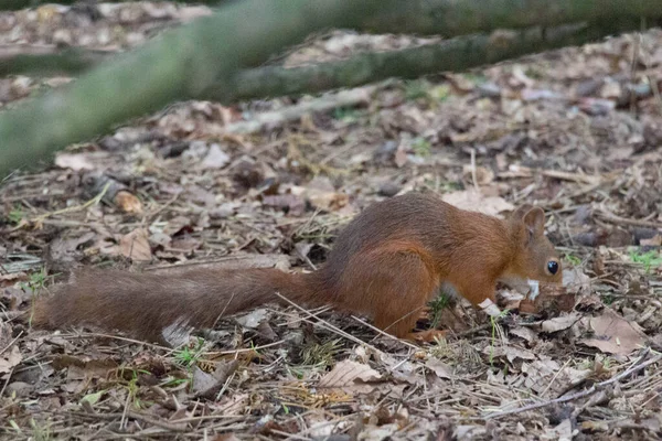 Der Blick Auf Ein Rotes Flauschiges Eichhörnchen Das Auf Dem — Stockfoto
