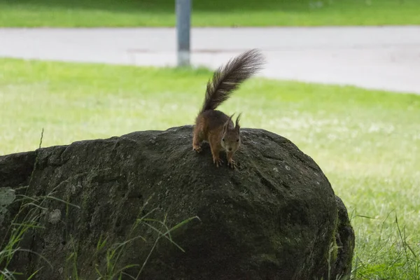 Vista Una Ardilla Roja Esponjosa Sobre Una Roca Parque — Foto de Stock