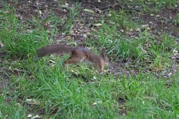 Het Uitzicht Van Een Rode Pluizige Eekhoorn Weglopen Park — Stockfoto